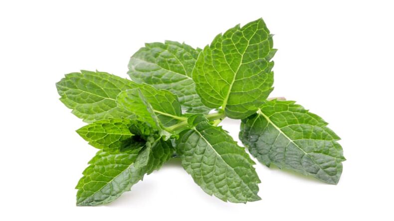 Menta a Hondrolife -ben